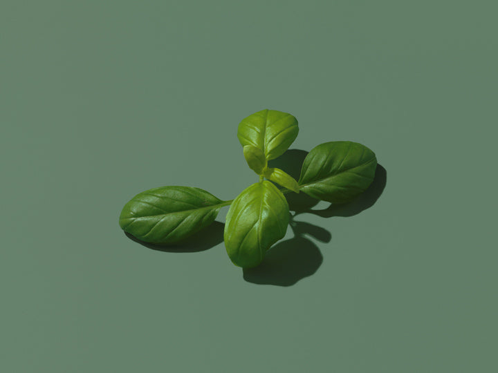 Basil contains vitamins and minerals