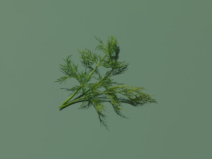 Dill contains vitamins and minerals