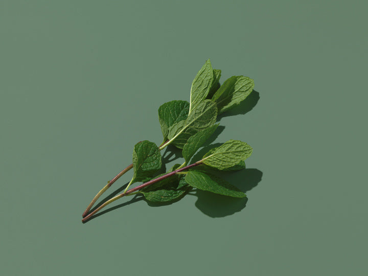 Mint contains vitamins and minerals