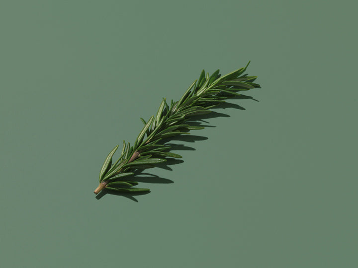 Rosemary contains vitamins and minerals