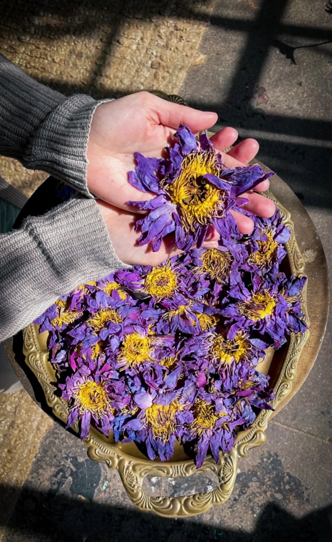 Blue Lotus | Whole Flowers